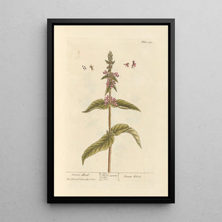 Head of Clown - Elizabeth Blackwell — framed artwork on a wall