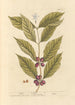 Café - Elizabeth Blackwell — artwork view
