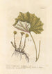 Tussilage ou pas-d'âne - Elizabeth Blackwell — artwork view