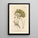 Tussilage ou pas-d'âne - Elizabeth Blackwell — framed artwork on a wall