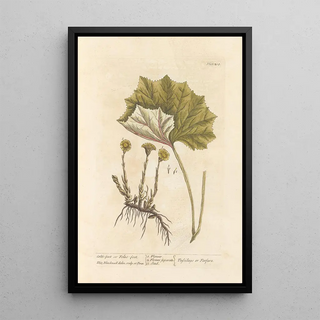 Tussilage ou pas-d'âne - Elizabeth Blackwell — framed artwork on a wall