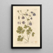 Ancolie - Elizabeth Blackwell — framed artwork on a wall