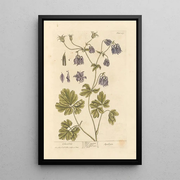 Ancolie - Elizabeth Blackwell — framed artwork on a wall