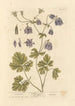 Ancolie - Elizabeth Blackwell — artwork view