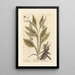 Consoude - Elizabeth Blackwell — framed artwork on a wall