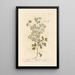 Coriandre - Elizabeth Blackwell — framed artwork on a wall