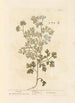 Coriandre - Elizabeth Blackwell — artwork view
