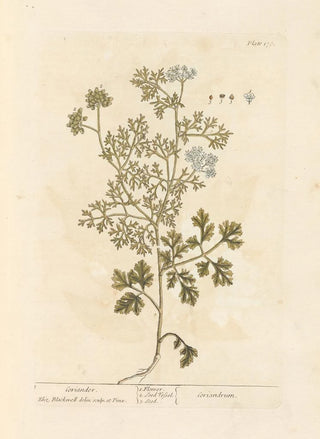 Elizabeth Blackwell - Coriander.webp