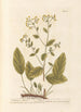 Herbe Sainte ou Costus - Elizabeth Blackwell — artwork view