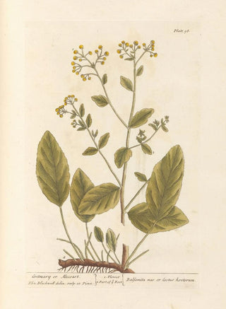 Herbe Sainte ou Costus - Elizabeth Blackwell — artwork view
