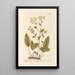 Herbe Sainte ou Costus - Elizabeth Blackwell — framed artwork on a wall