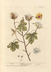 Cotton Painting - Elizabeth Blackwell — artwork view