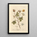 Cotton Painting - Elizabeth Blackwell — framed artwork on a wall