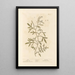 Cresson - Elizabeth Blackwell — framed artwork on a wall