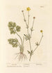 Pied de Corne - Elizabeth Blackwell — artwork view