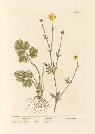 Pied de Corne - Elizabeth Blackwell — artwork view