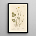 Pied de Corne - Elizabeth Blackwell — framed artwork on a wall