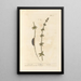 Croix de Terre - Elizabeth Blackwell — framed artwork on a wall