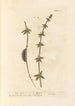 Croix de Terre - Elizabeth Blackwell — artwork view