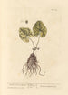 Asaret with Cyclamen Leaves - Elizabeth Blackwell — artwork view