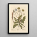 Dandelion - Elizabeth Blackwell — framed artwork on a wall