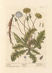 Dandelion - Elizabeth Blackwell — artwork view