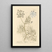 Carrot of Crete - Elizabeth Blackwell — framed artwork on a wall