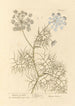 Carrot of Crete - Elizabeth Blackwell — artwork view