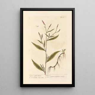 Renouée Tachetée ou Morte - Elizabeth Blackwell — framed artwork on a wall