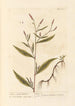 Renouée Tachetée ou Morte - Elizabeth Blackwell — artwork view