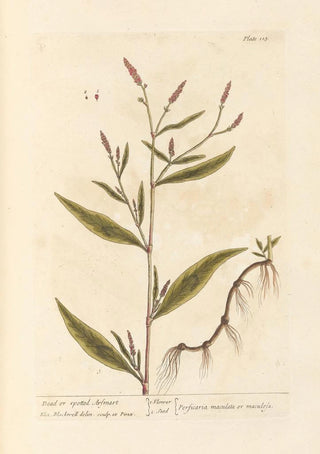 Renouée Tachetée ou Morte - Elizabeth Blackwell — artwork view