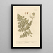 Carotte Mortelle - Elizabeth Blackwell — framed artwork on a wall