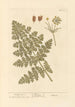 Carotte Mortelle - Elizabeth Blackwell — artwork view
