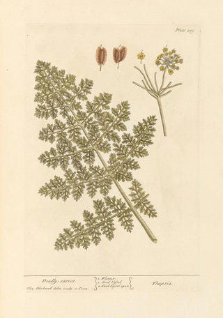 Elizabeth Blackwell - Deadly carrot.webp