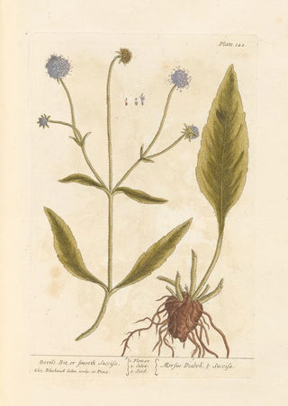 Succise Lisse ou Mors du Diable - Elizabeth Blackwell — artwork view