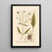 Succise Lisse ou Mors du Diable - Elizabeth Blackwell — framed artwork on a wall
