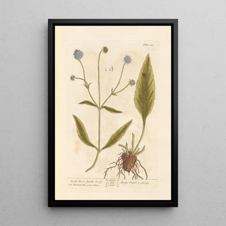 Succise Lisse ou Mors du Diable - Elizabeth Blackwell — framed artwork on a wall