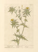 Heather with Spindle - Elizabeth Blackwell — artwork view