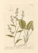 Ditandre ou Poivre d'Eau - Elizabeth Blackwell — artwork view
