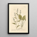 Ditandre ou Poivre d'Eau - Elizabeth Blackwell — framed artwork on a wall