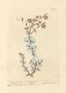 Crète Dictame - Elizabeth Blackwell — artwork view