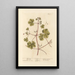 Bec-de-Grue Pied-de-Pigeon - Elizabeth Blackwell — framed artwork on a wall
