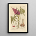 Dragons - Elizabeth Blackwell — framed artwork on a wall