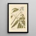 Elderberry Dwarf - Elizabeth Blackwell — framed artwork on a wall