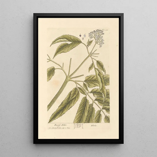 Elderberry Dwarf - Elizabeth Blackwell — framed artwork on a wall