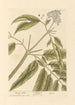 Elderberry Dwarf - Elizabeth Blackwell — artwork view