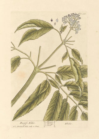 Elderberry Dwarf - Elizabeth Blackwell — artwork view