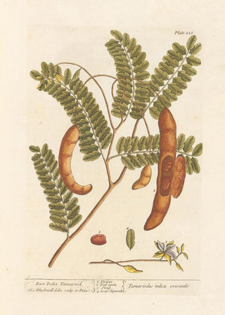 Tamarin des Indes Orientales - Elizabeth Blackwell — artwork view