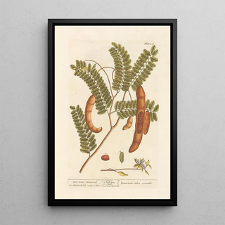 Tamarin des Indes Orientales - Elizabeth Blackwell — framed artwork on a wall