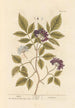 Elderberry - Elizabeth Blackwell — artwork view